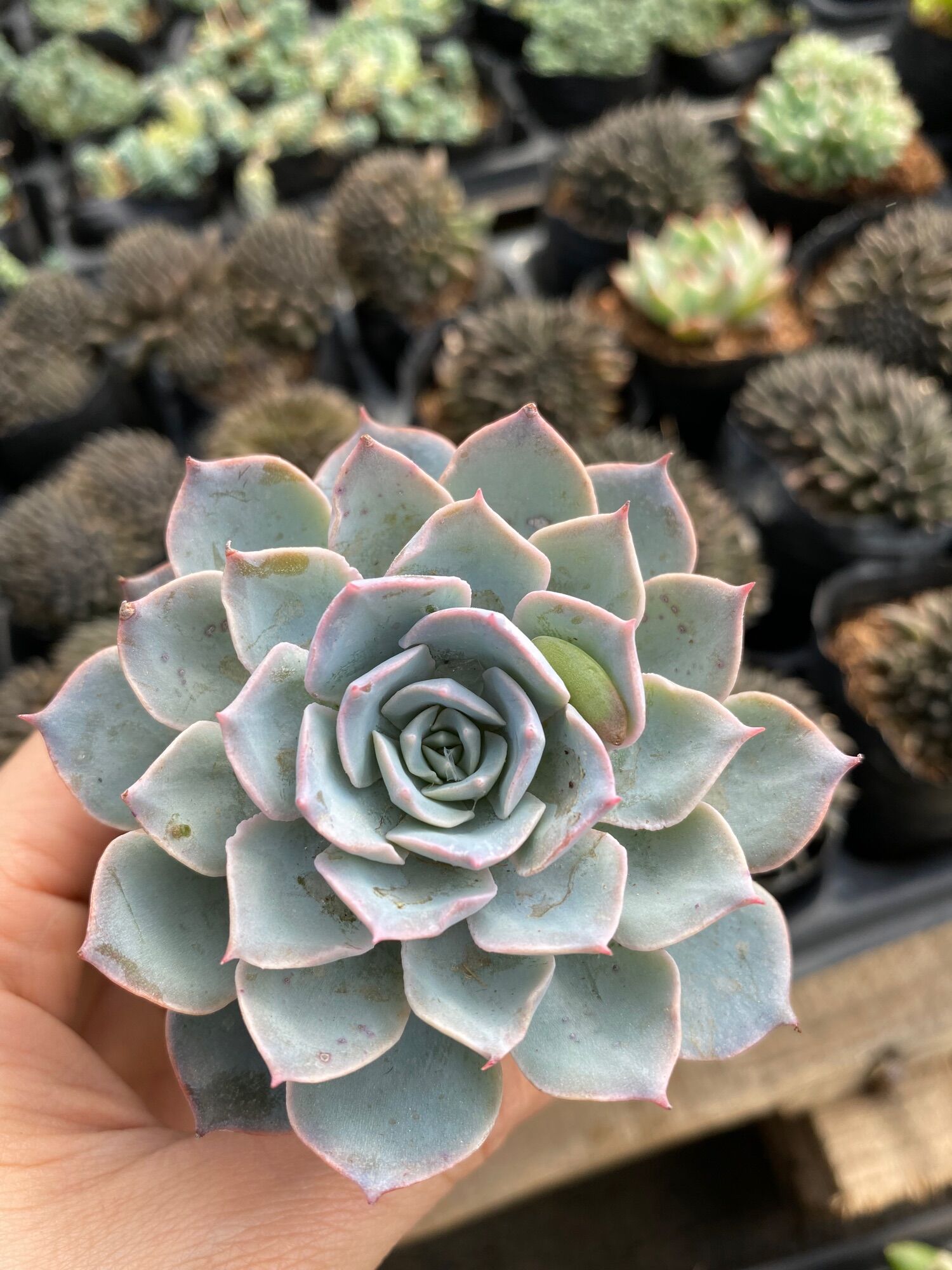 cây sen đá hồng phấn bầu 5-6cm