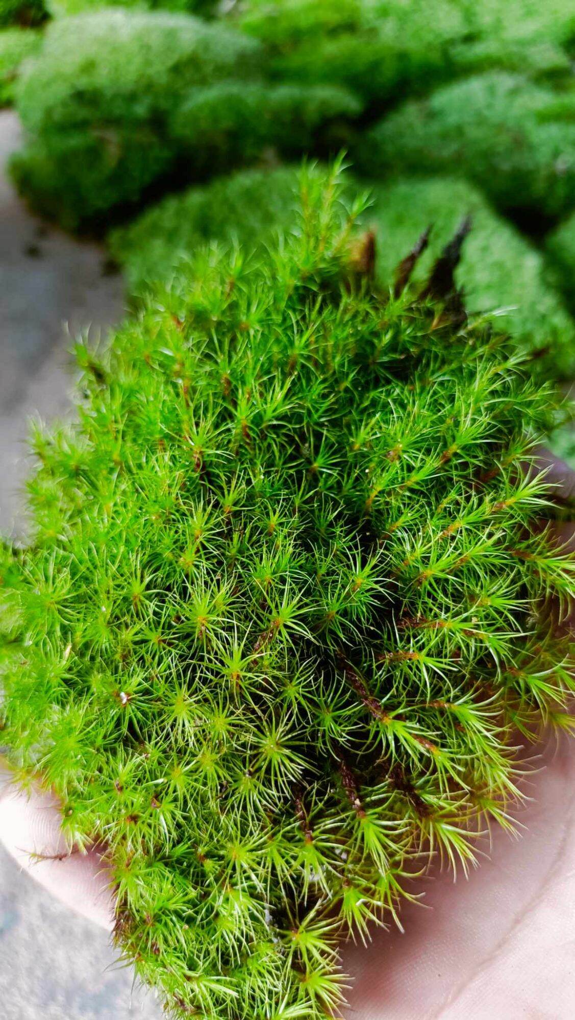 Rêu haircap