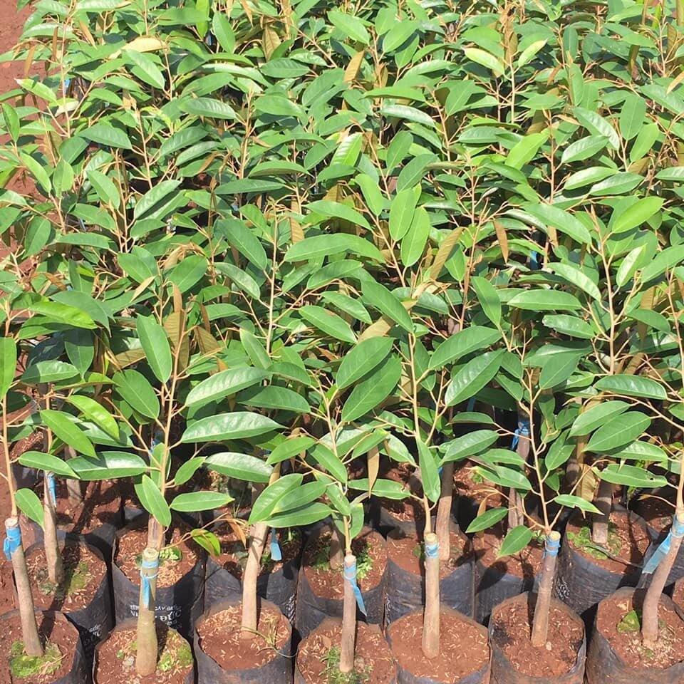 Cây giống sầu riêng Monthong Thái Lan hạt lép F1