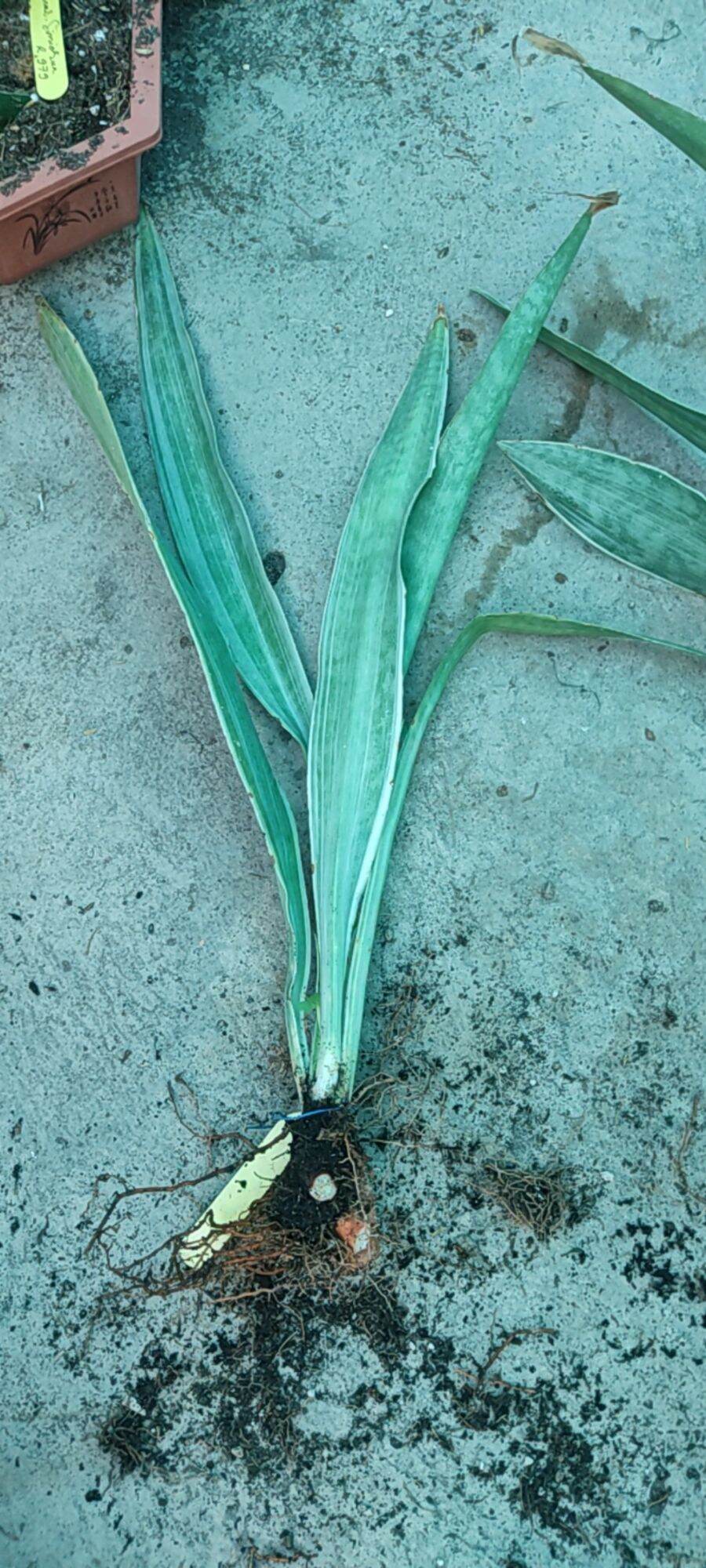 Cây lưỡi hổ sọc bạc - Sansevieria Metallica Siam Silver