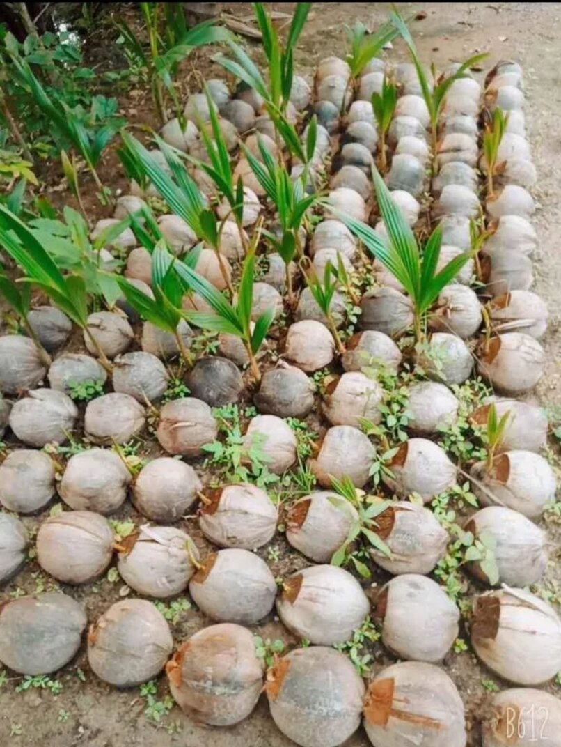 Dừa Sáp Giống