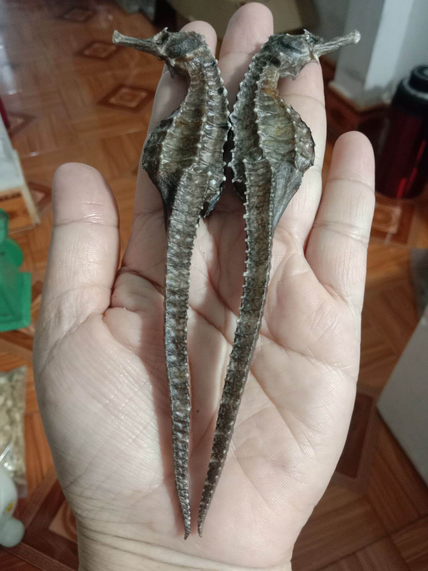1 cặp cá ngựa khô 14cm to mập