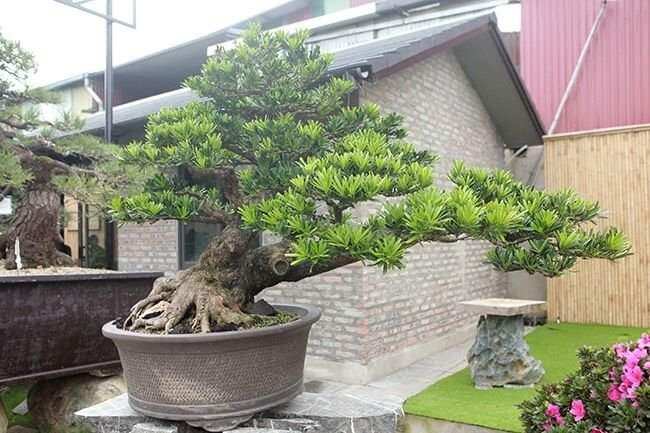 Tùng La Hán giống
