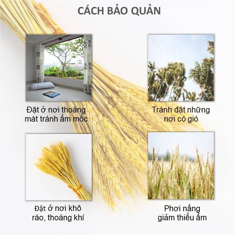 Bó Hoa Bông Lúa Mạch Khô Decor Trang Trí bó 100 cây