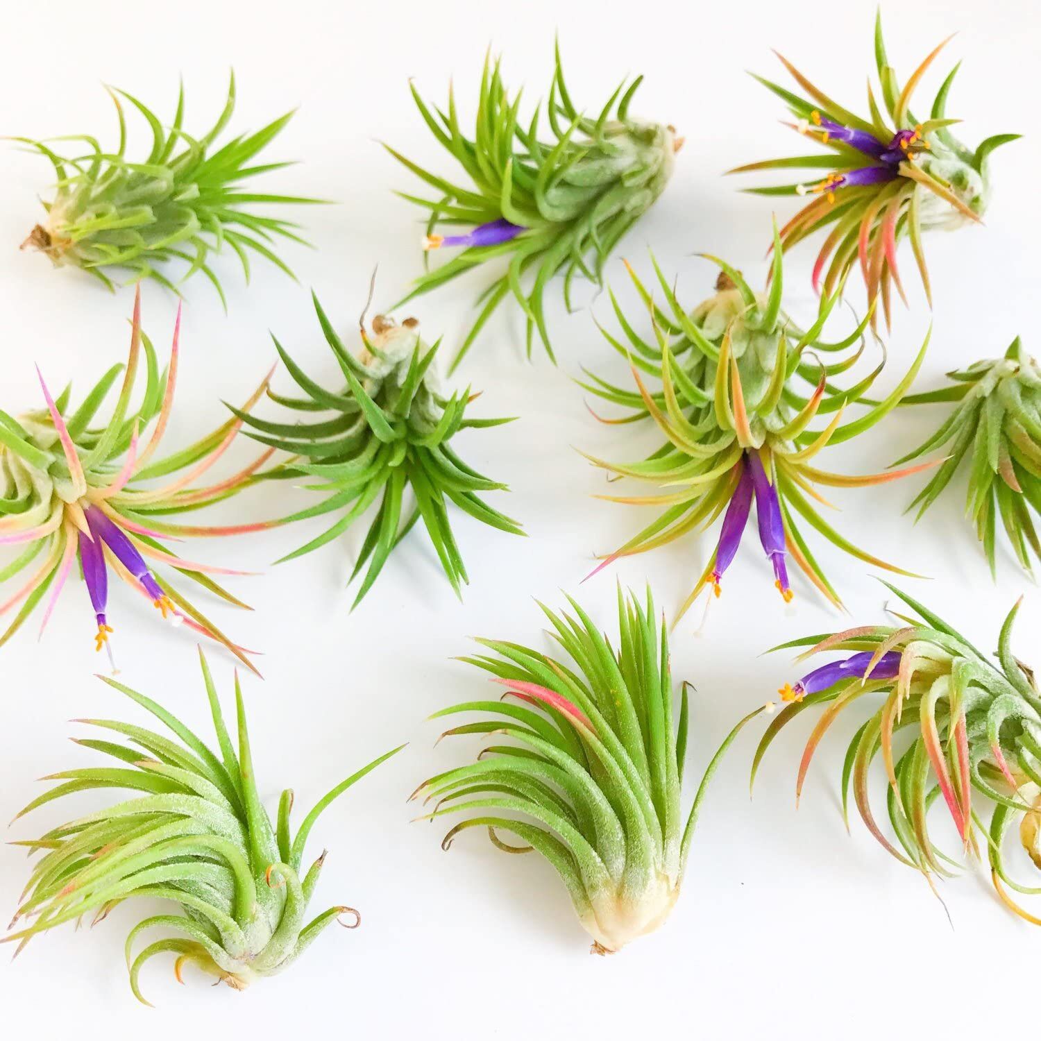 Set 10 cây không khí ionantha