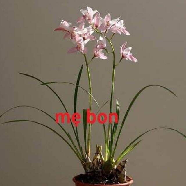 Cây giống Lan Hồng Lan Kiếm
