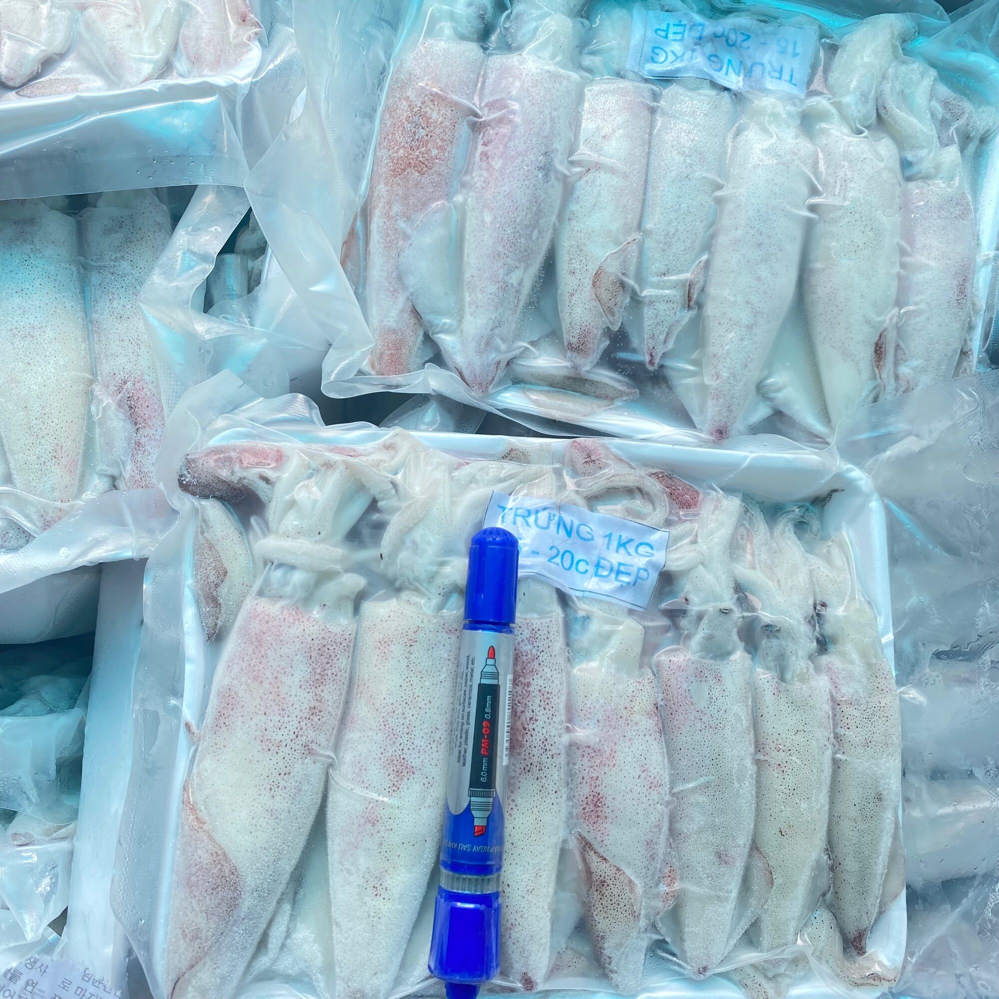 Mực Trứng full trứng, Size 8-12 con/kg. Hàng nét đủ, bao ăn