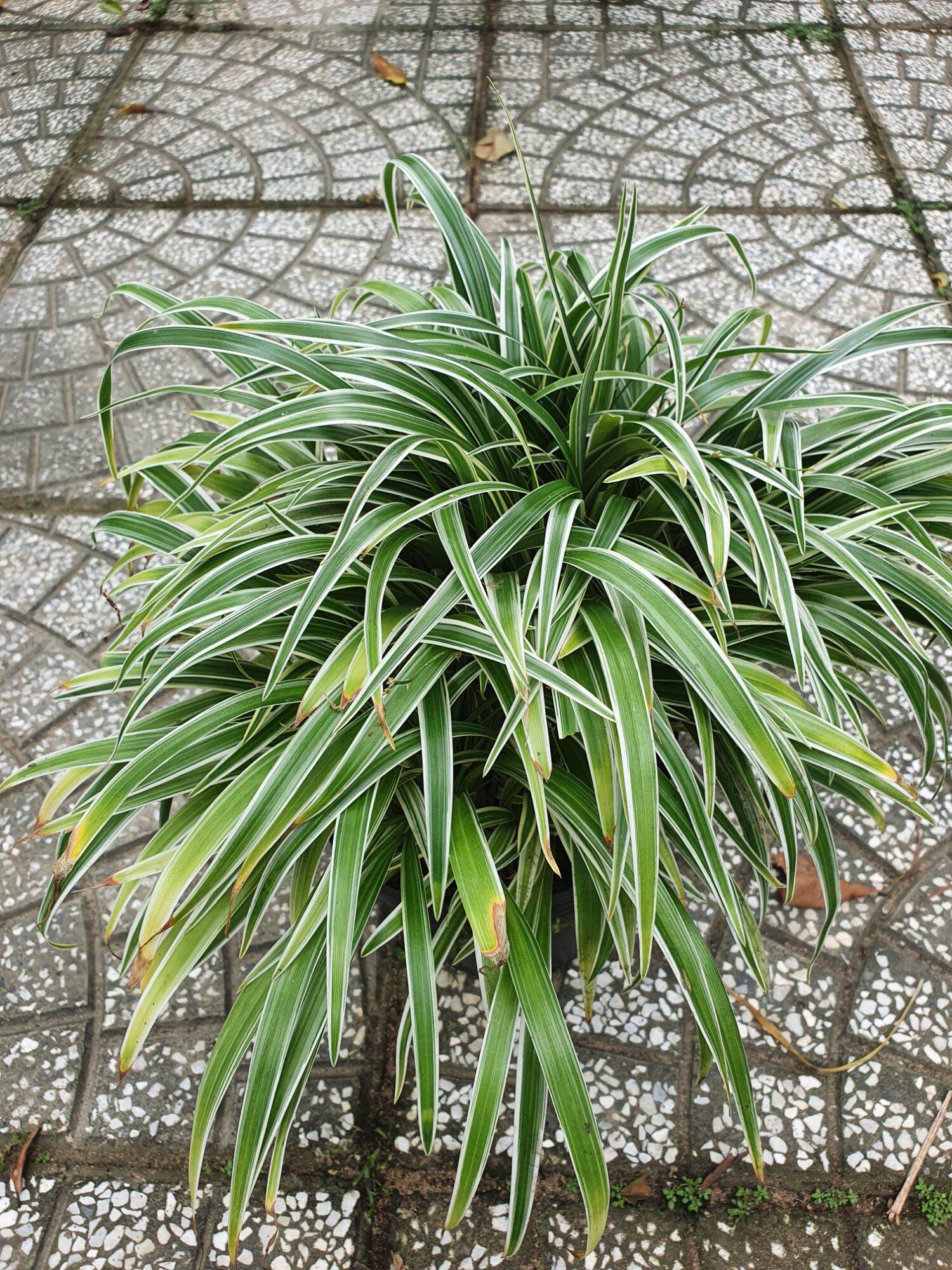 cây cỏ lan chi 1 chậu