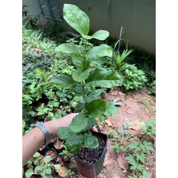 cây giống  nhài trắng hoa kép