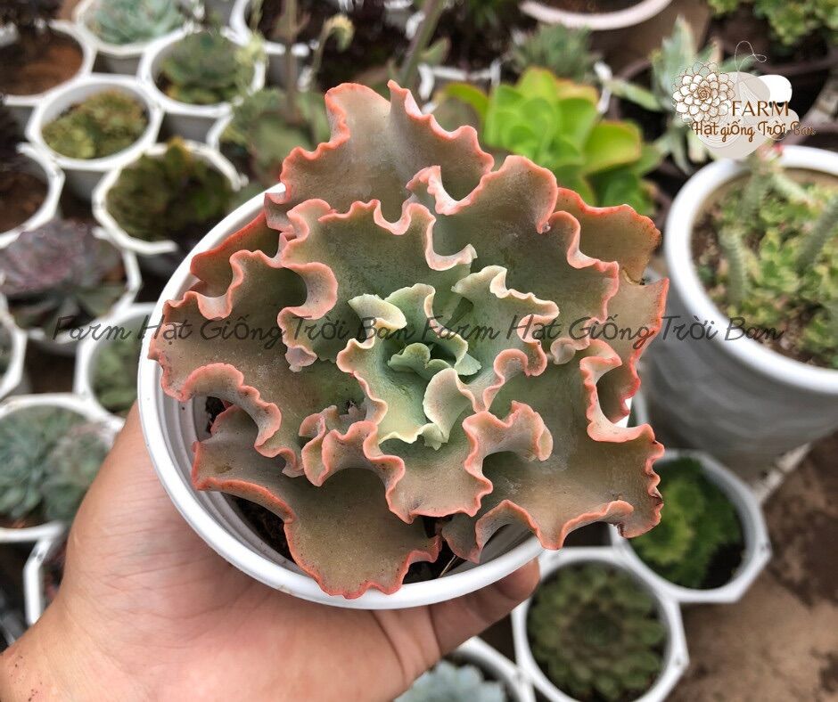 Sen đá bắp cải lilac 9-12cm lỗi1đổi1