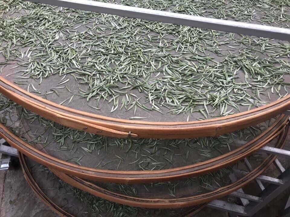 Bạch Trà Cổ Thụ
