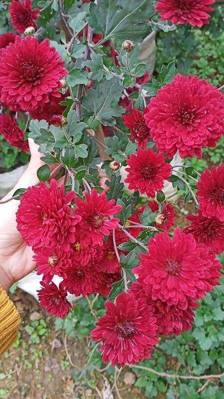 Cúc cổ Sơn La (cây giống)