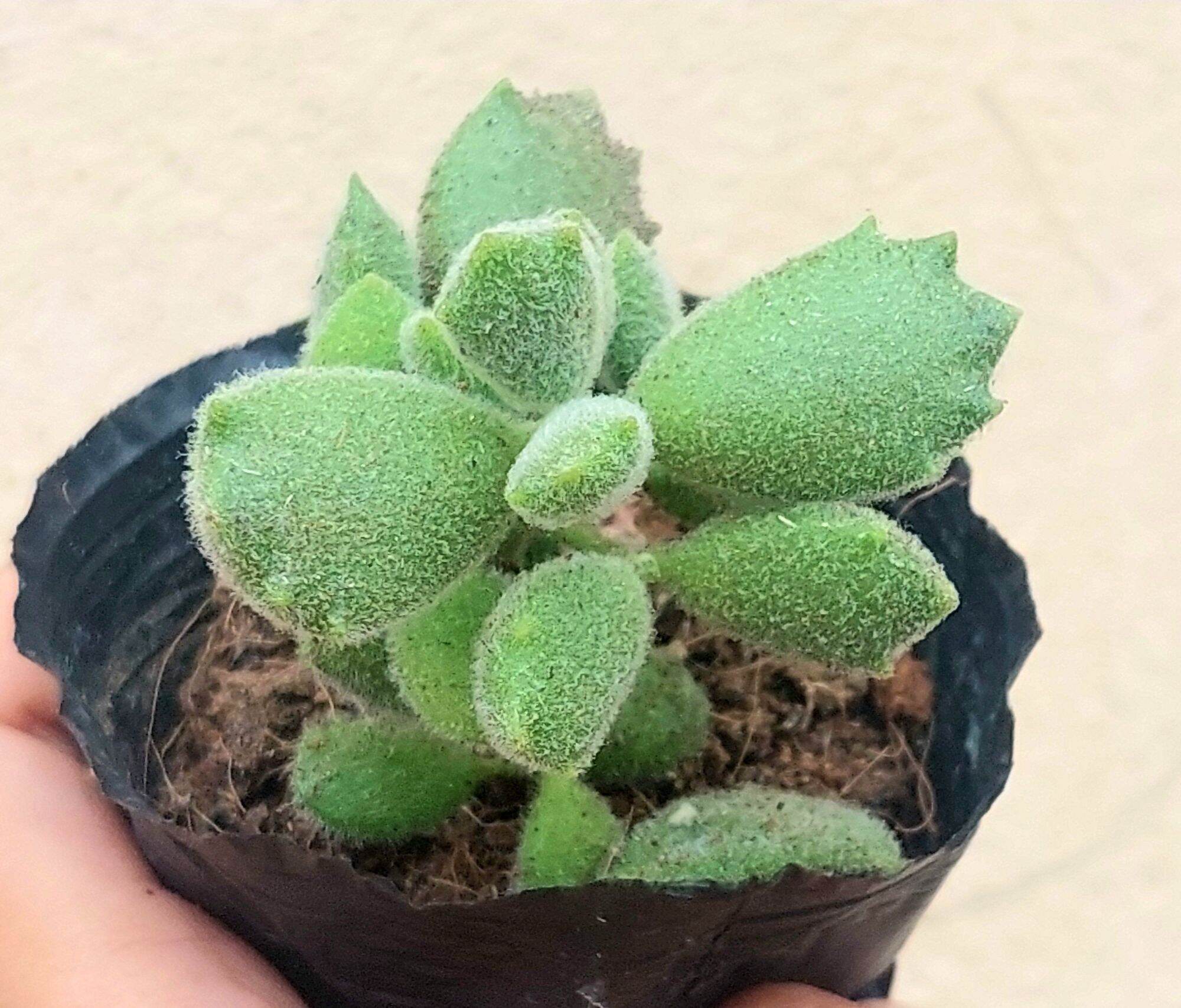 Sen đá tay gấu size bầu 5-6 cm