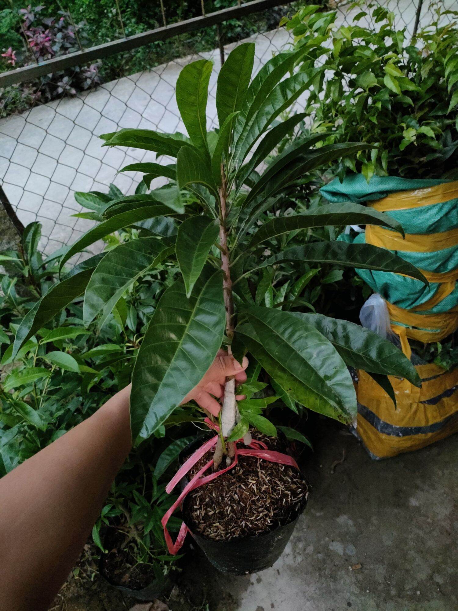 Cây lekima thái ( cây trứng gà )