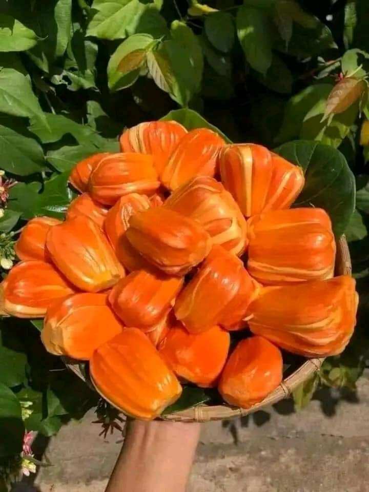 Cây mít ruột đỏ. mau trái