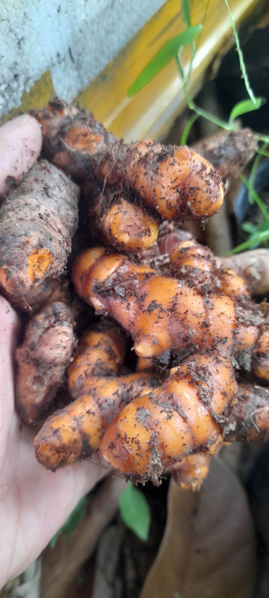 Củ nghệ tươi vàng cam hoặc vàng nhạt nhà trồng củ đã già dùng làm giống, làm thảo dược