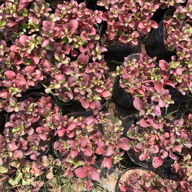 Cây diệu kỷ đỏ (diệu đỏ) trồng bầu đen 15-25cm nhiều nhánh sum suê lá đỏ rực cực(mua 5 tặng 1)