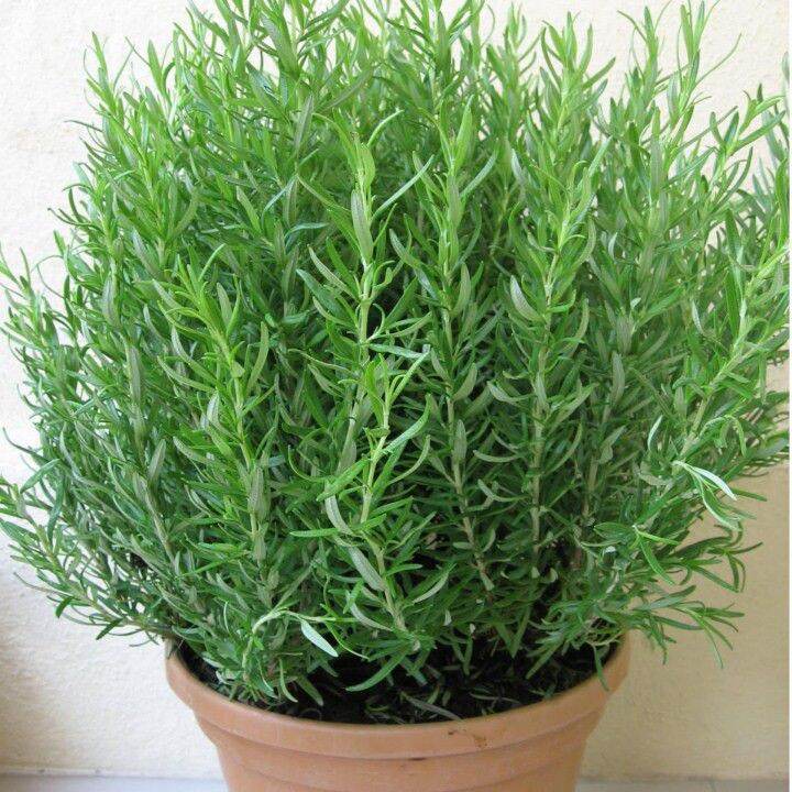 Hạt giống cỏ hương thảo đuổi muỗi, hữu ích, dễ trồng