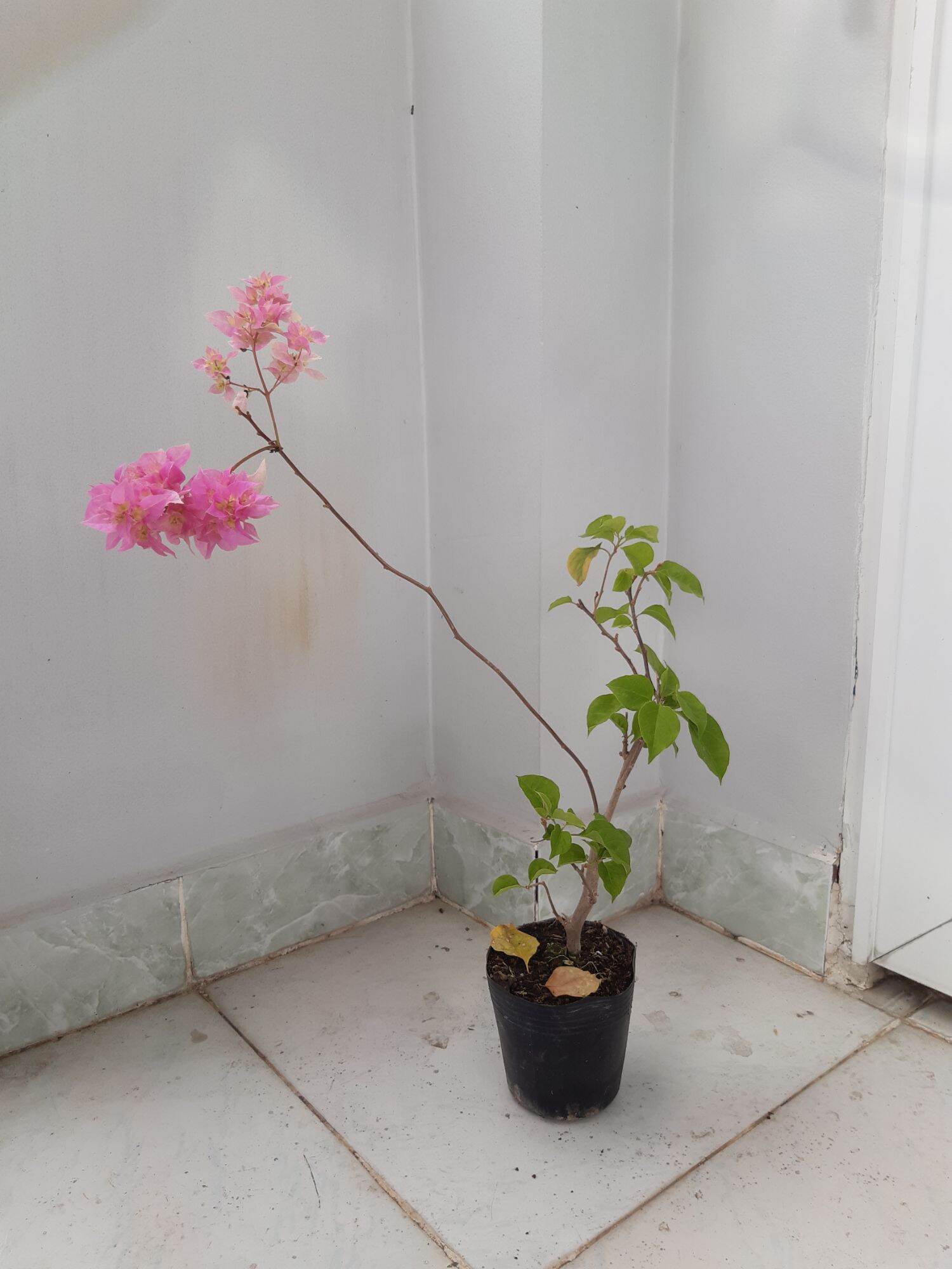 hoa giấy kép hồng