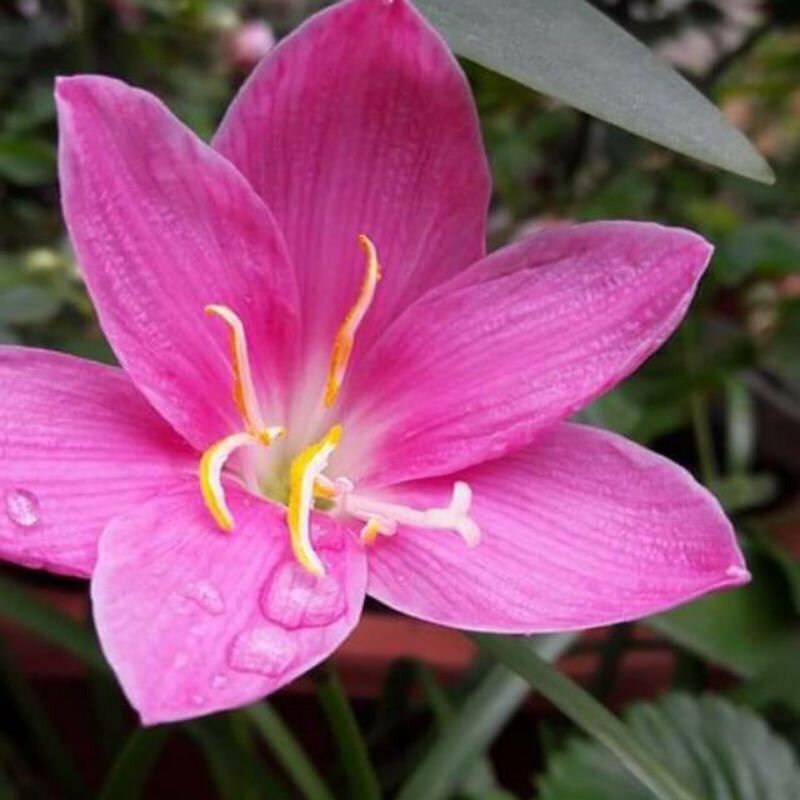 Củ hoa Huệ mưa