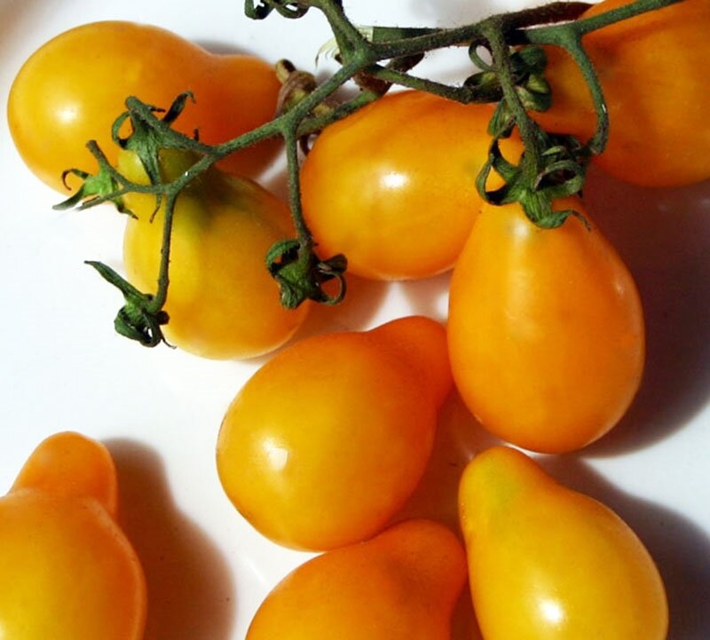 Hạt  cà chua cherry  lê vàng  40 Hạt