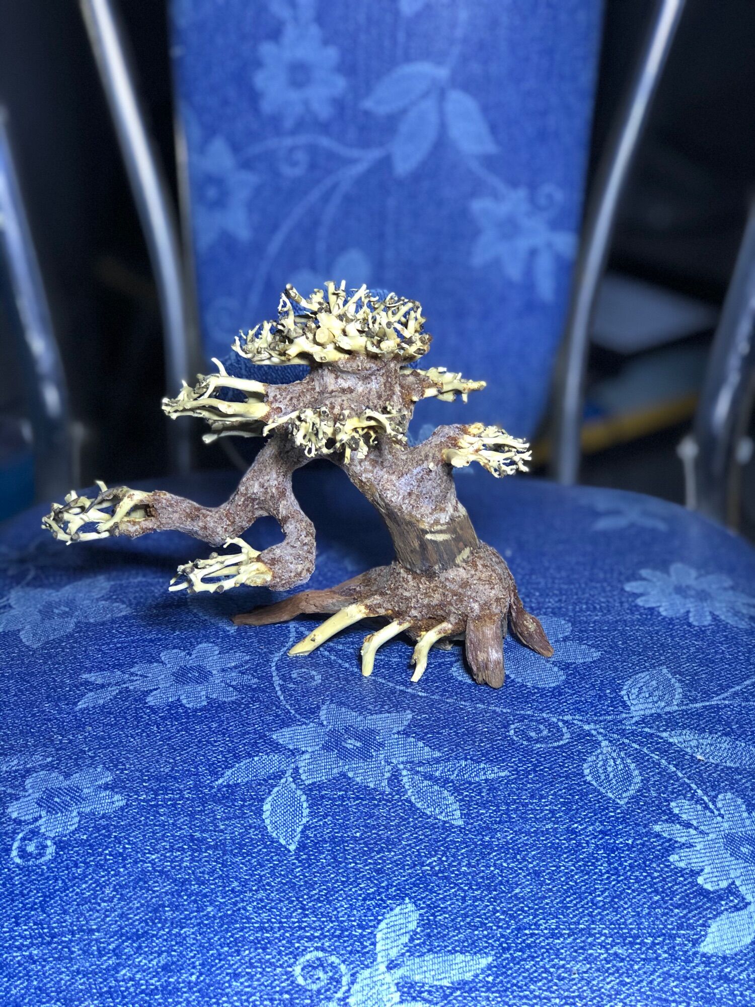 Lủa bonsai , lủa trang trí hồ cá , lủa mini
