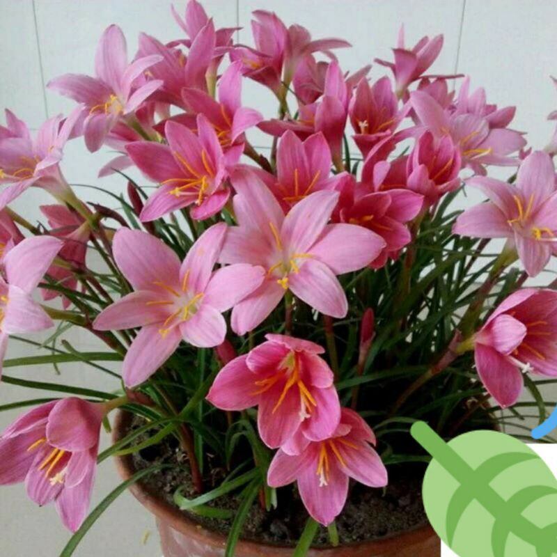 5 Củ Huệ mưa ngoại bông to, màu hồng