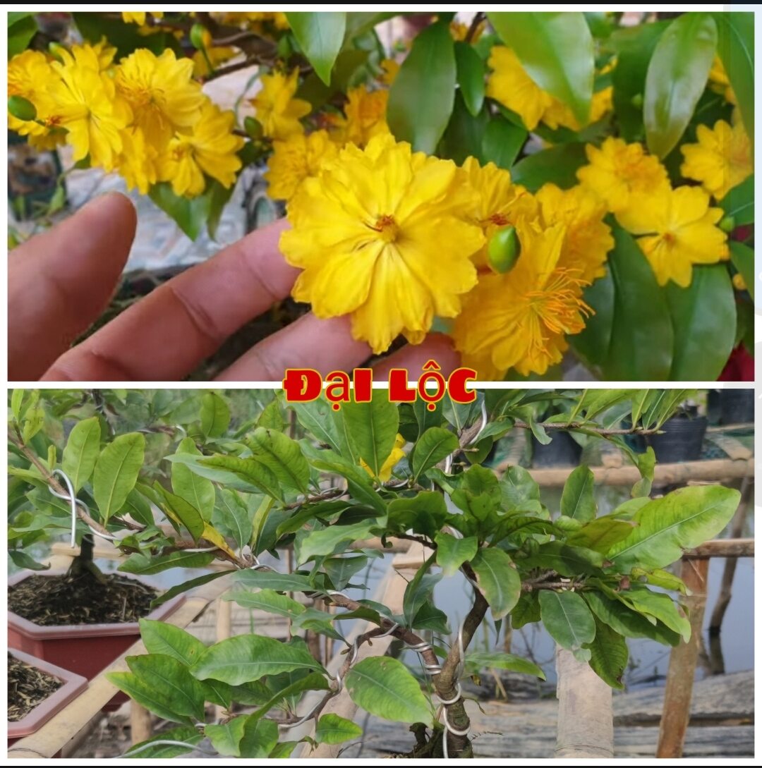 Sale giãm 30%mai ghép đại lộc chơi tết 24 đến 36 cánh