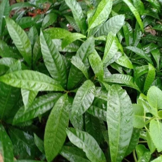 Cây Lê Ki Ma