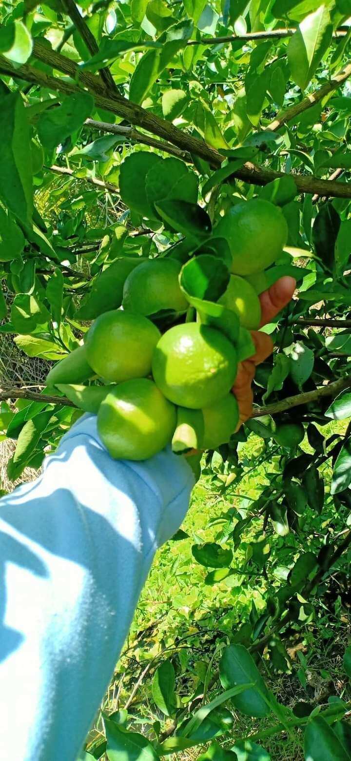 Cây giống chanh không hạt