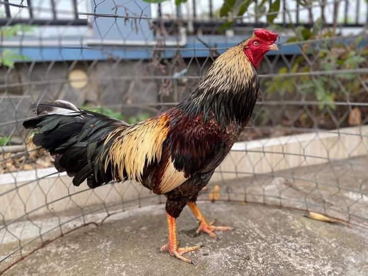 10 trứng gà nòi Việt Mỹ ấp nở con giống