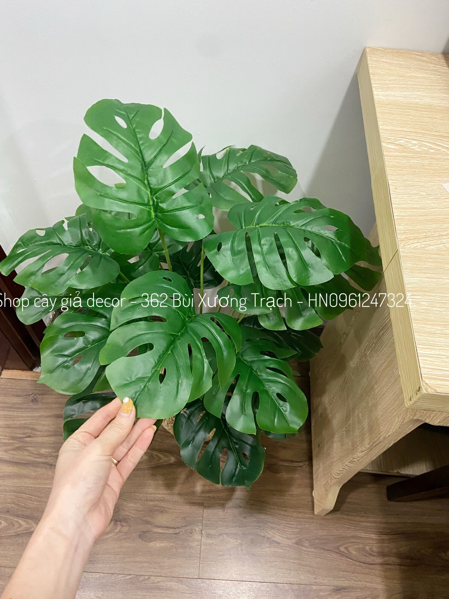 combo cây lá xẻ + chậu + giỏ cói y hình