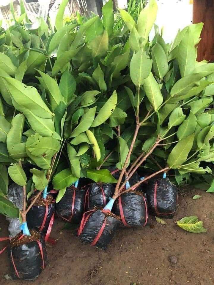 Cây giống mận xanh đường