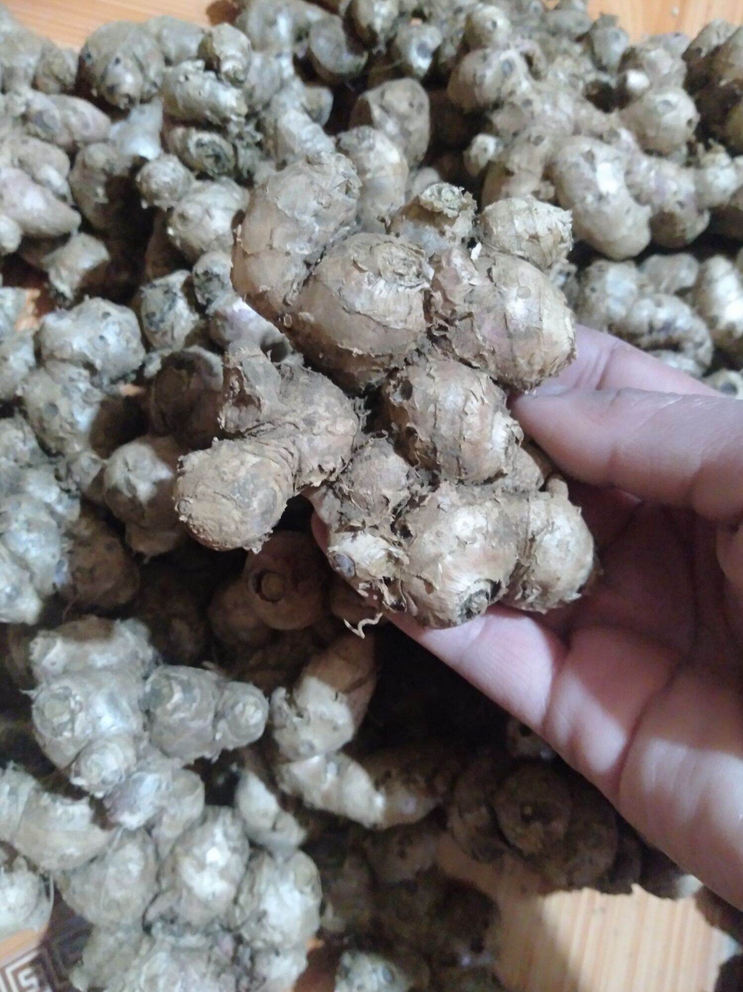 1kg gừng tím tươi (ngải đen) Sìn Hồ - Lai Châu