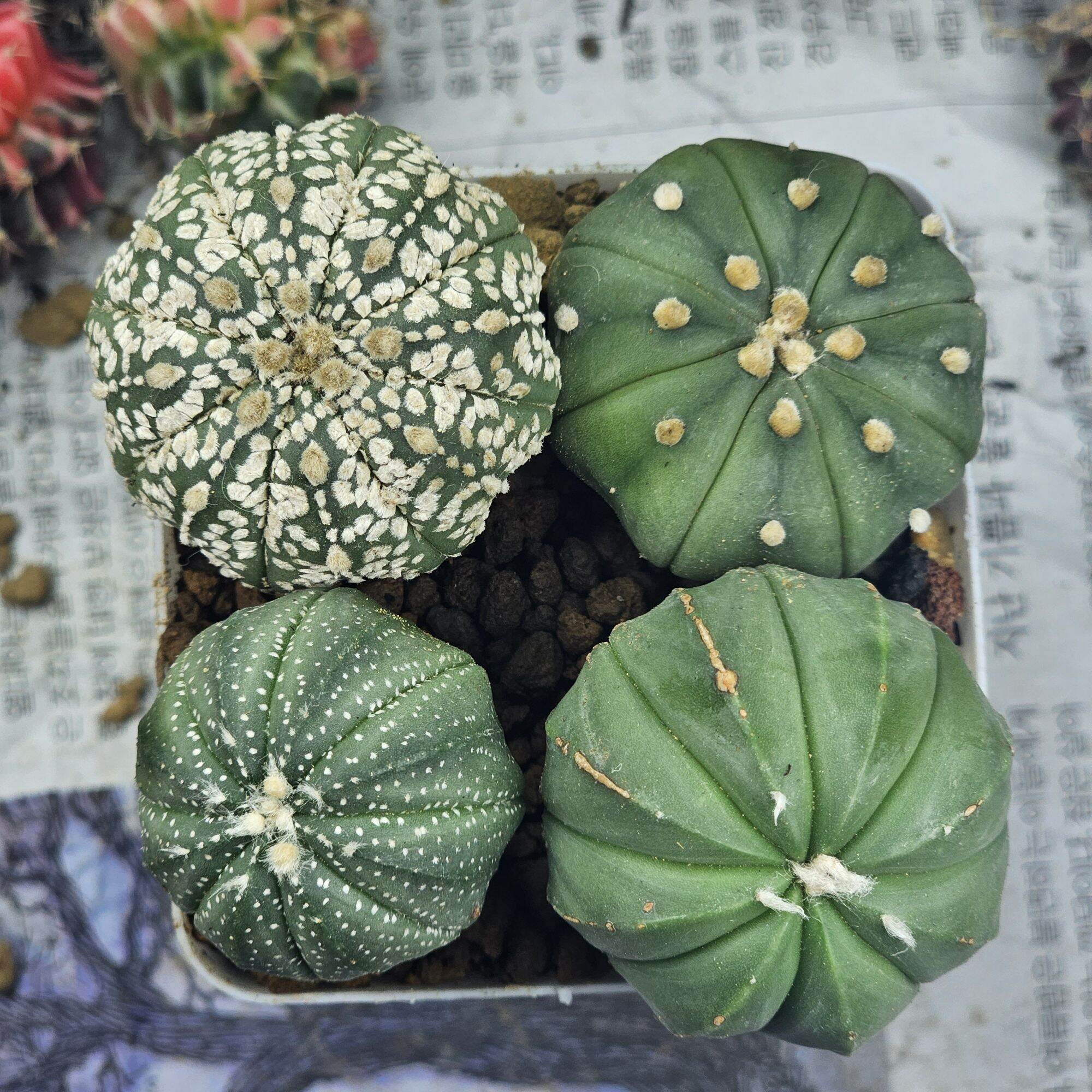 Xương rồng thái mix aster chậu nhiều cây .