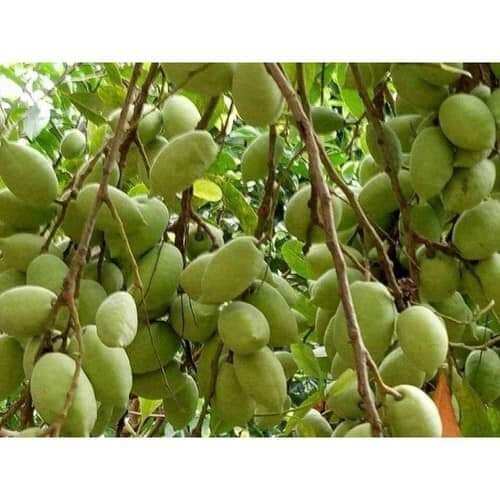 Cà na thái nguyên trái 30k/1kg