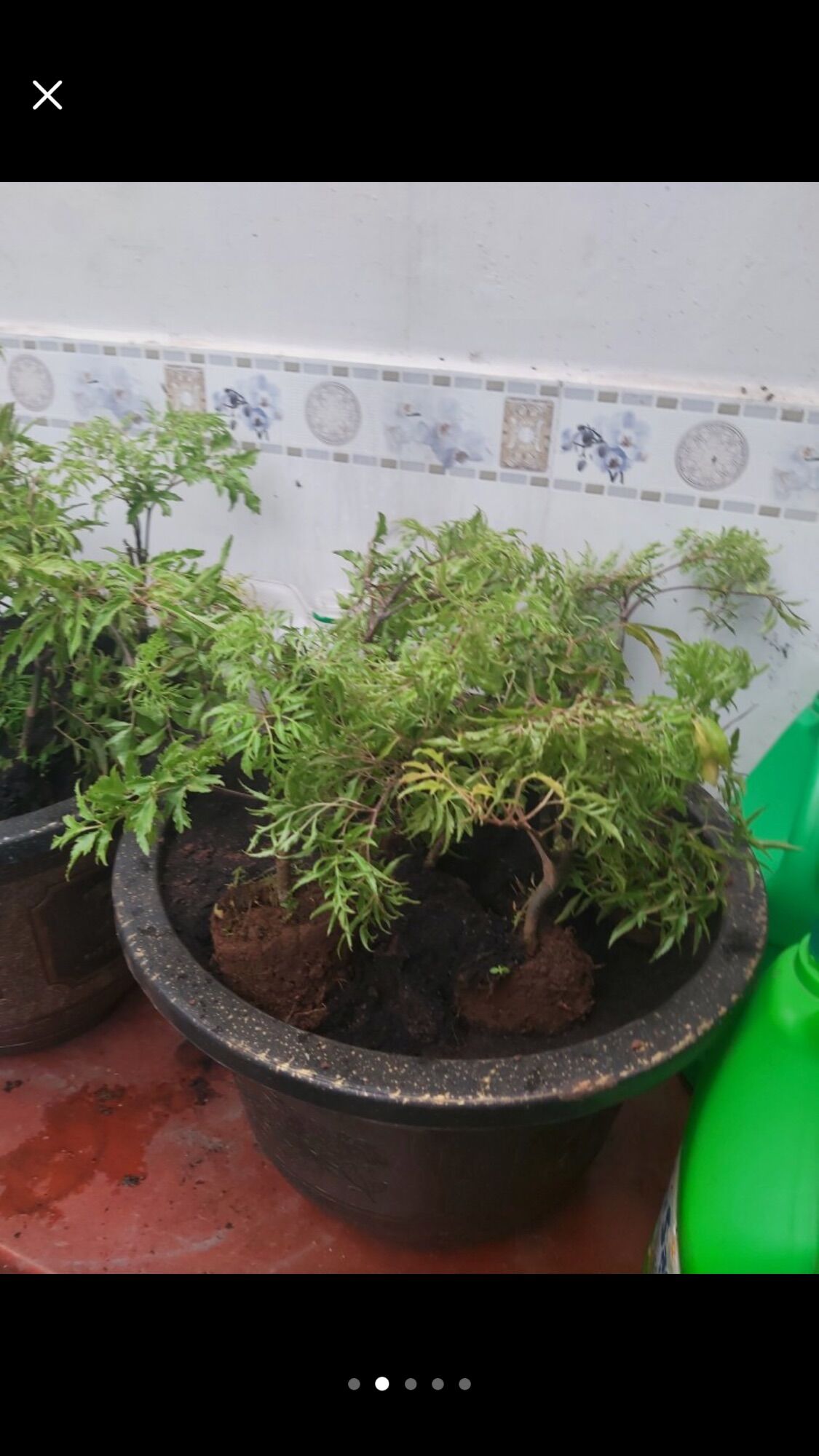 Combo 3 cây đinh lăng lá nếp