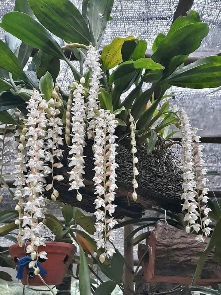 Hoa Lan tục đoạn đuôi phượng