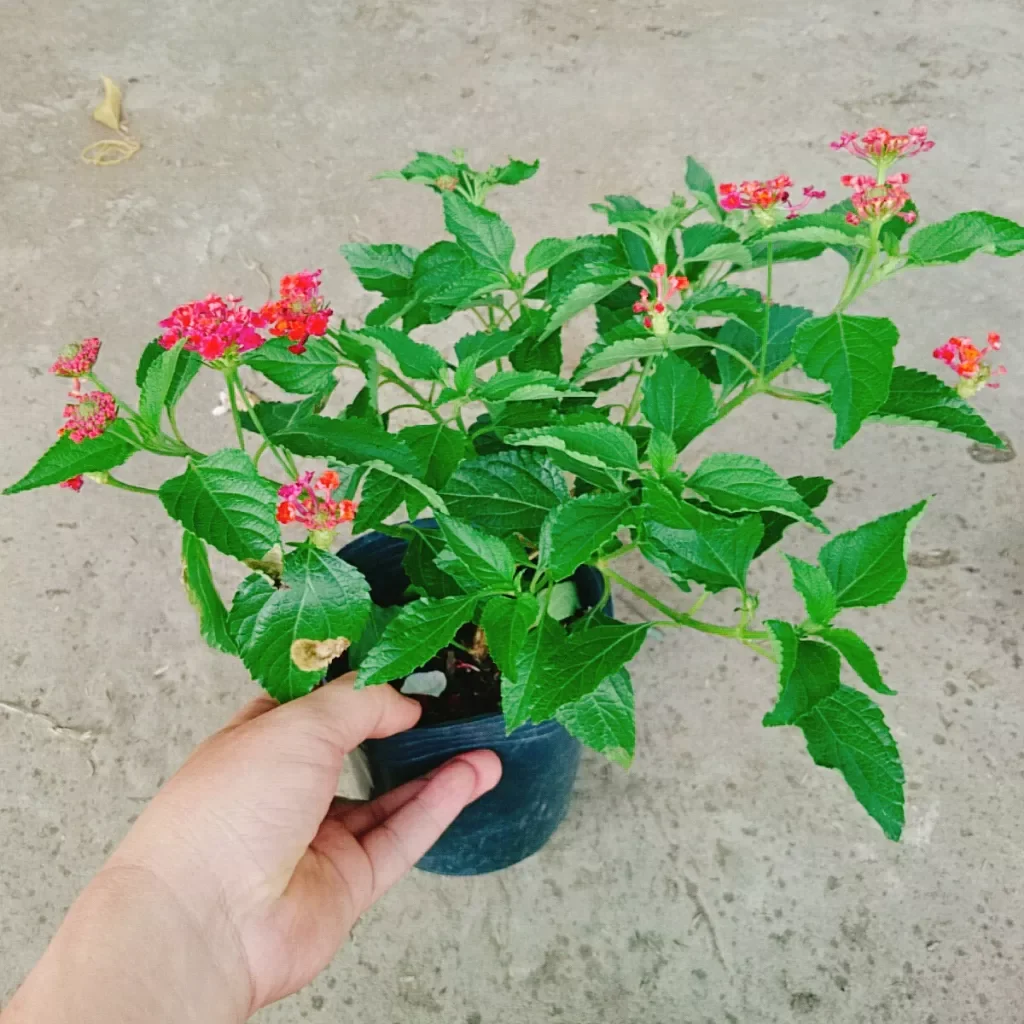 Hoa ngũ sắc đỏ ( hoa trâm ổi đỏ)