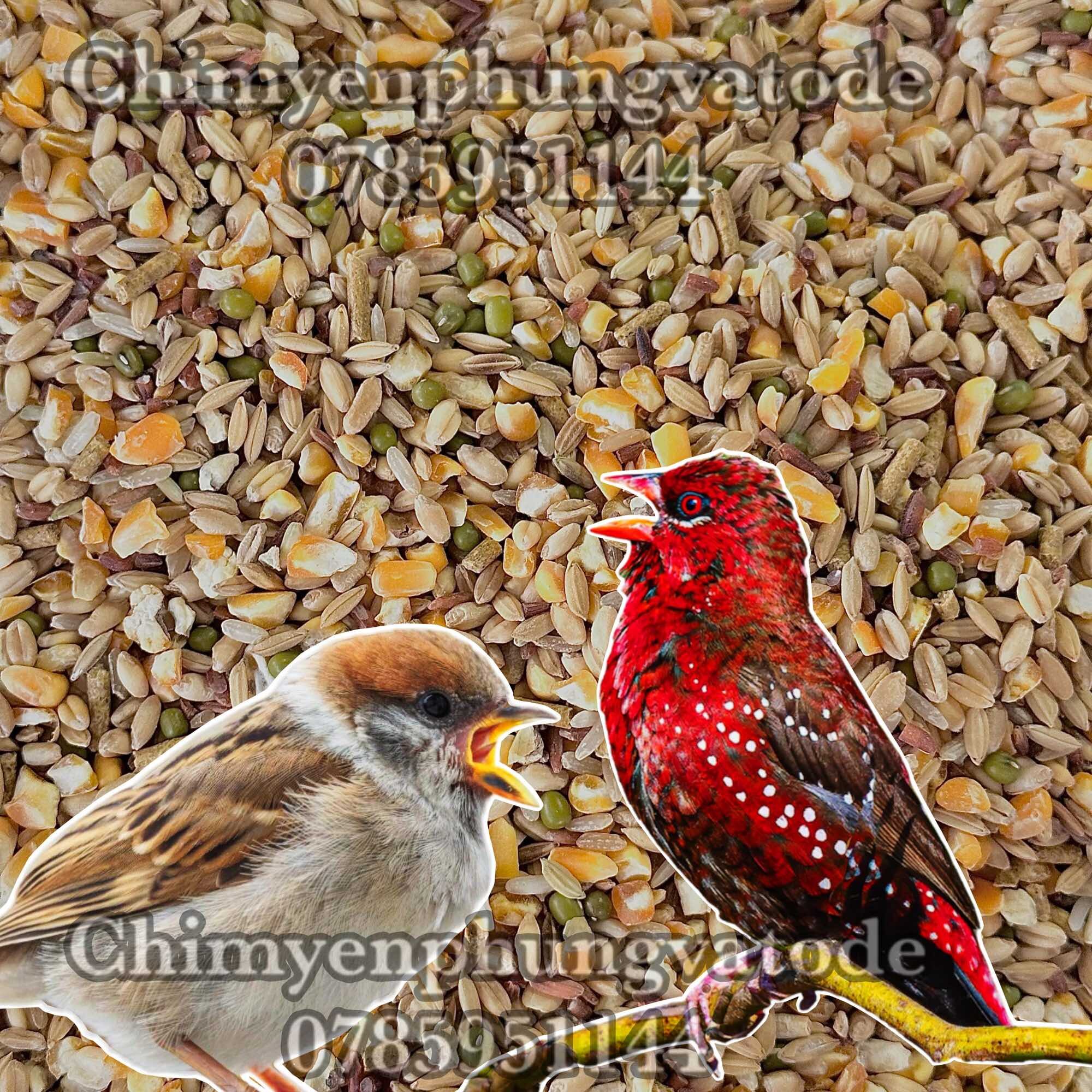 2kg ngũ cốc cơ bản cho gia cầm, cu gáy, bồ câu...