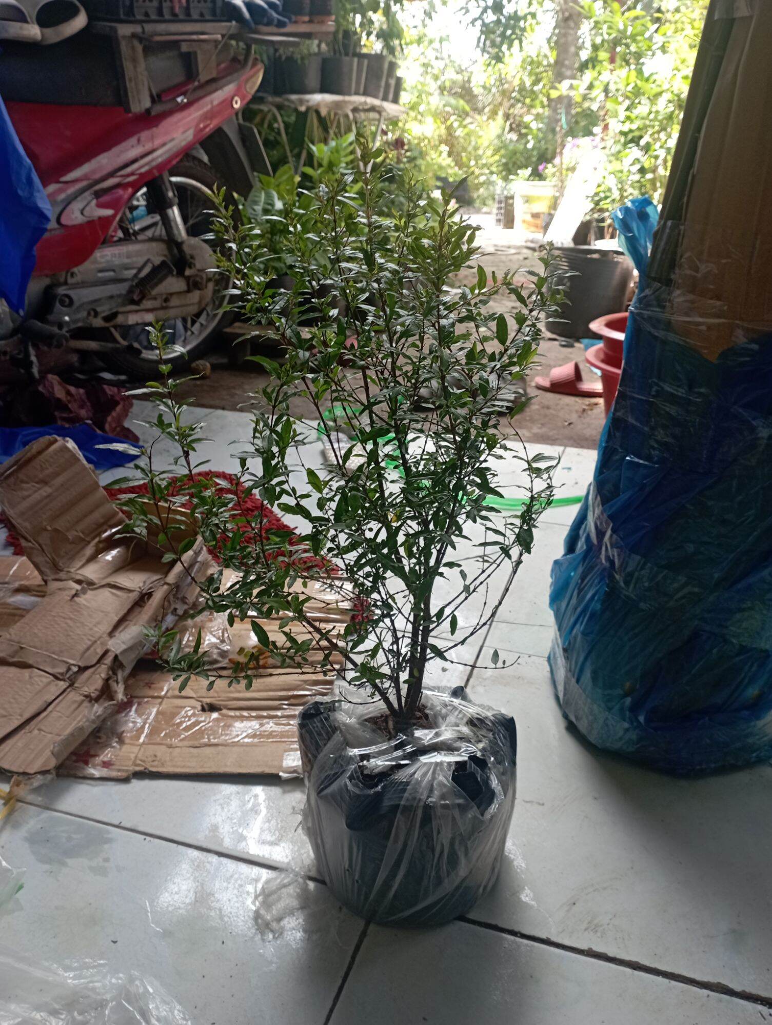 cây giống lựu thái