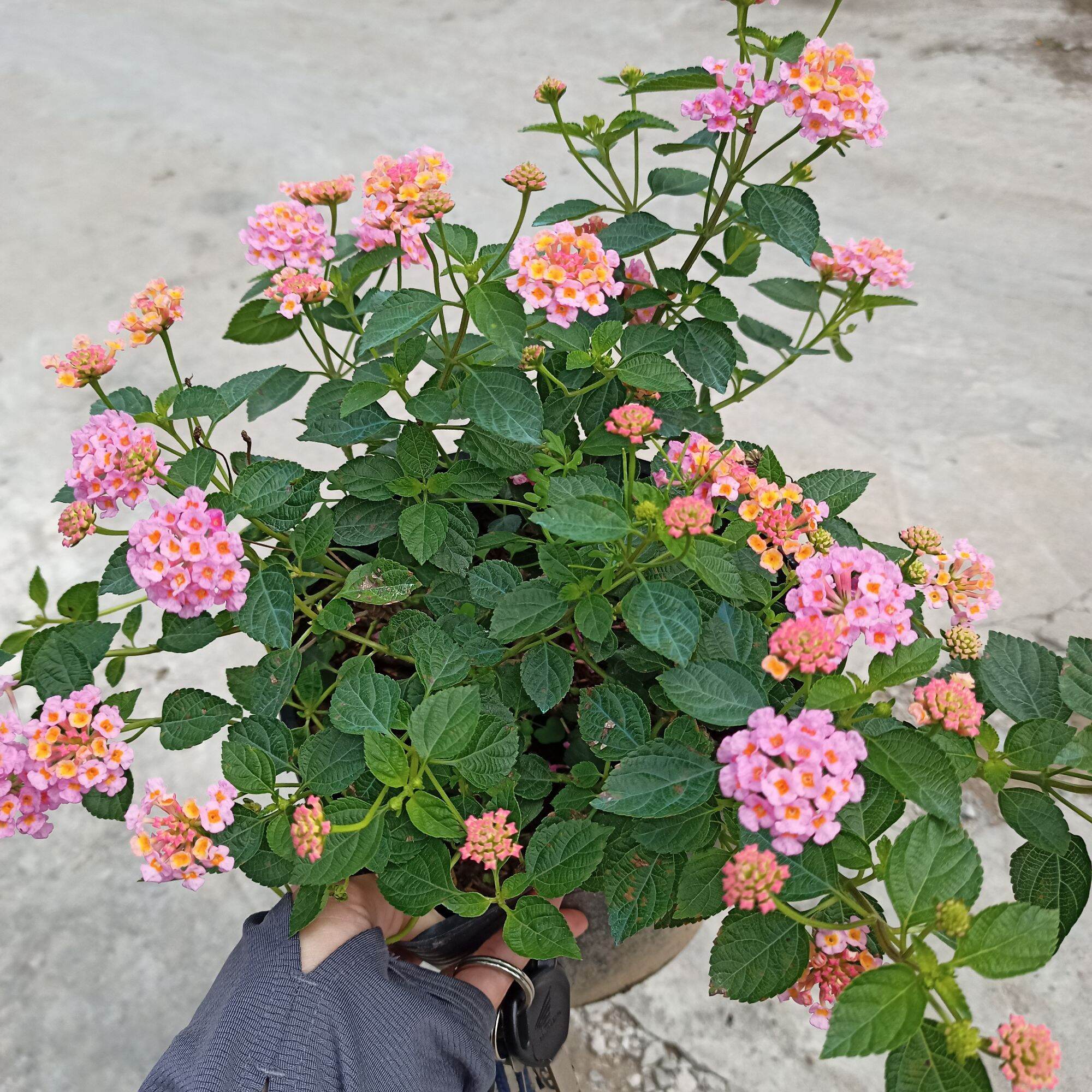 Chậu cây trâm ổi hồng rũ giống mới