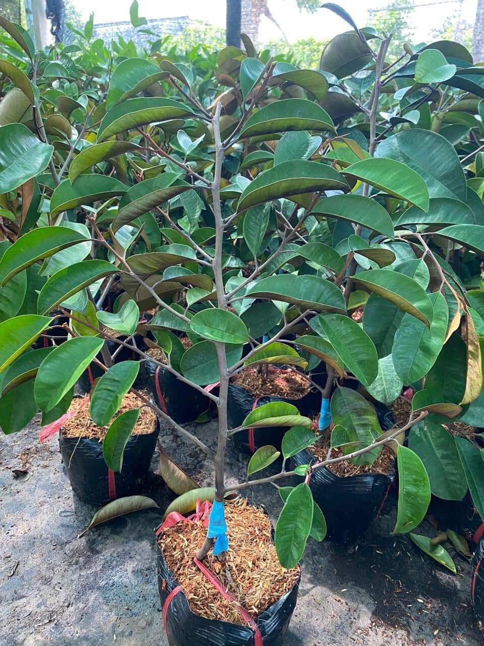 Cây giống vú sữa mica