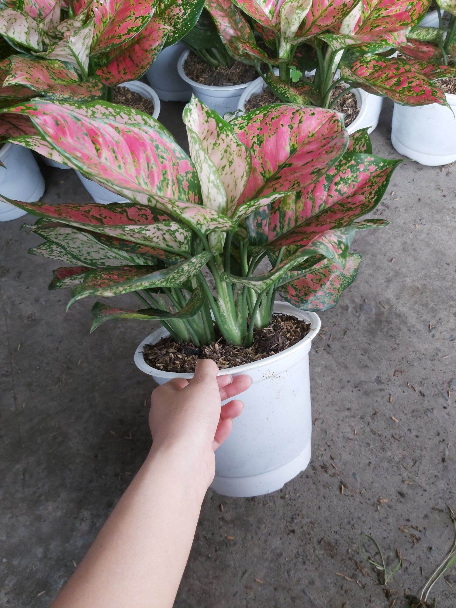 Cây Vạn Lộc 3 thân
