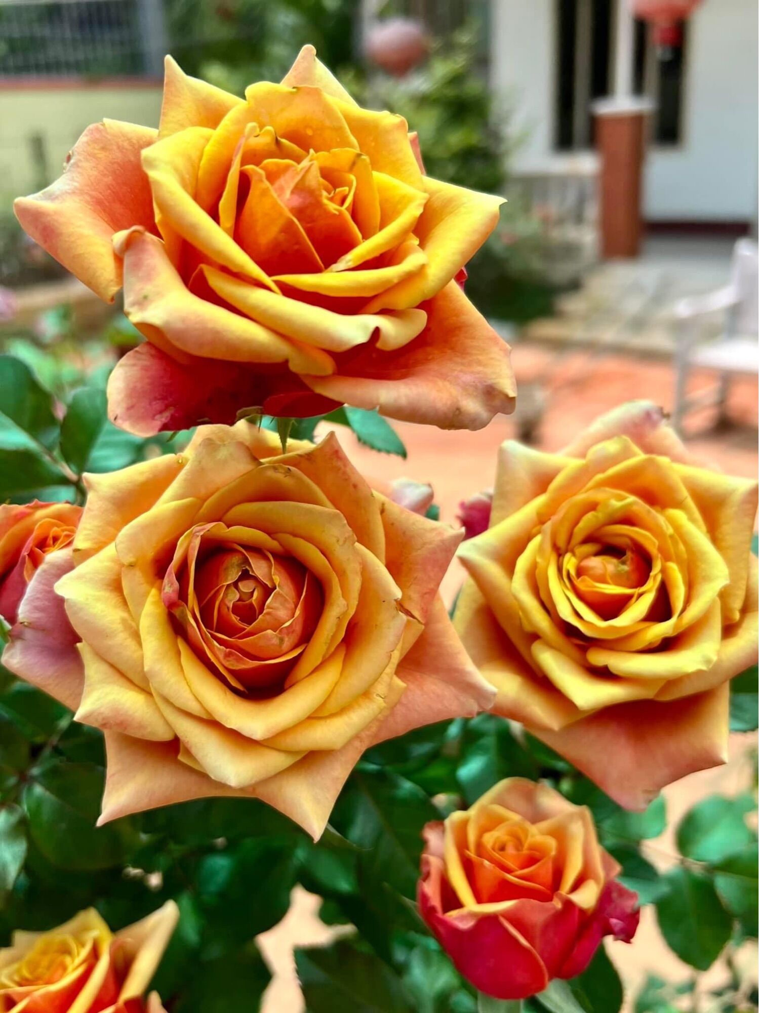 Hoa hồng ngoại Cherry brandy rose