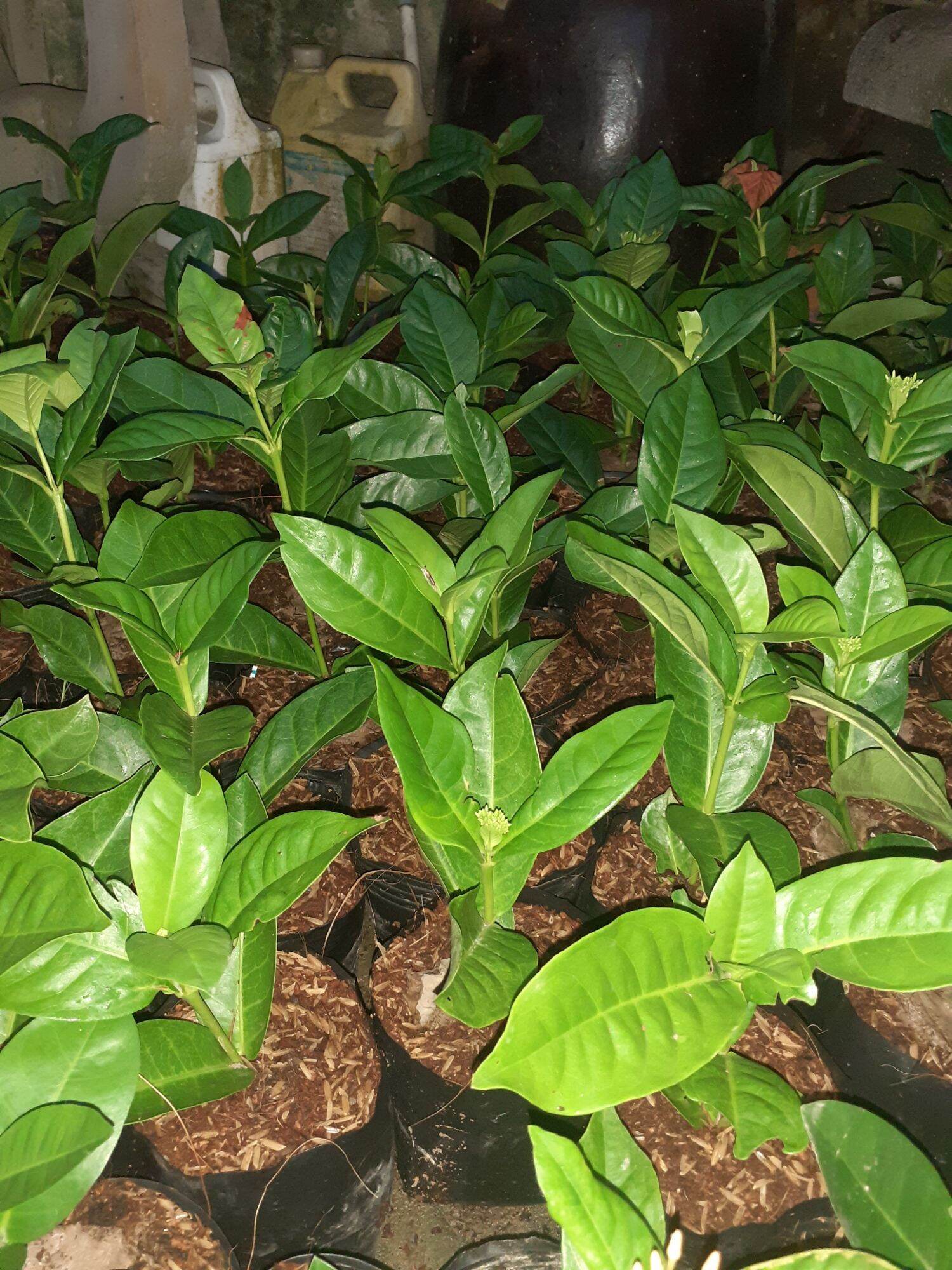 2 CÂY GIỐNG TRANG MỸ VÀNG CHANH