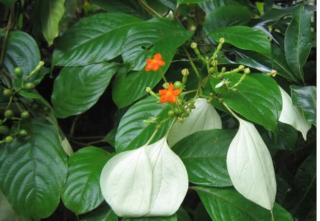 Cây bướm bạc khô