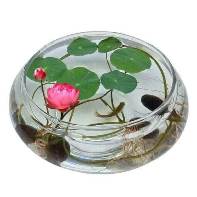 Hạt giống Hoa Sen Nhật Bản Mini 10 màu(1 gói)