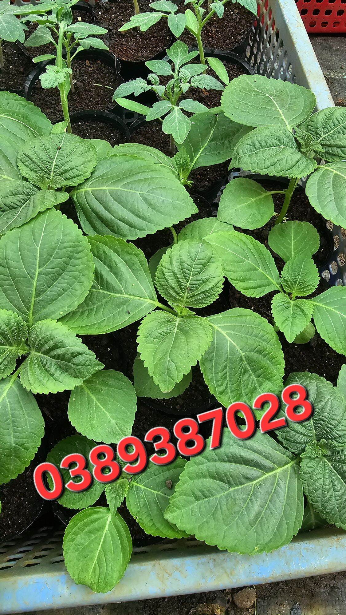 cây lá me hàn quốc