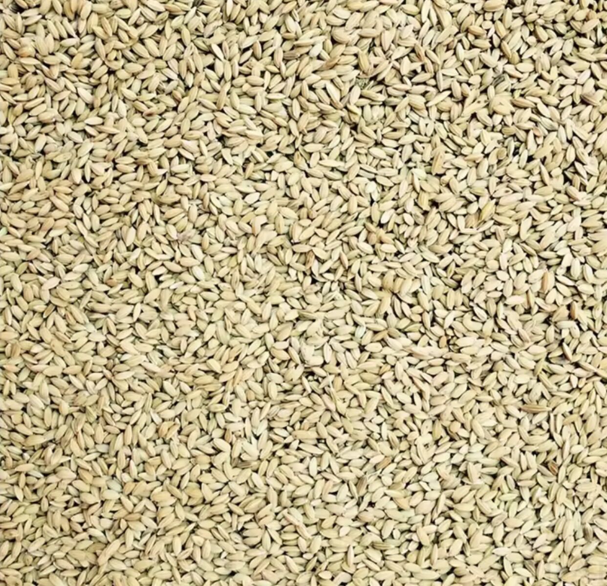LÚA TIÊU RUỘT ĐỎ CHO CHIM CU GÁY